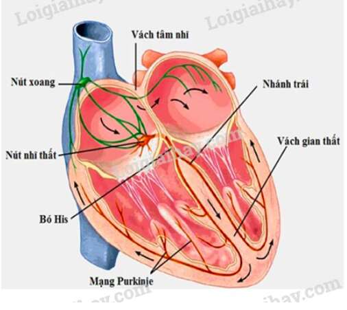 Giải Sinh học 11 Bài 2: Khí hậu châu Á (ảnh 3)