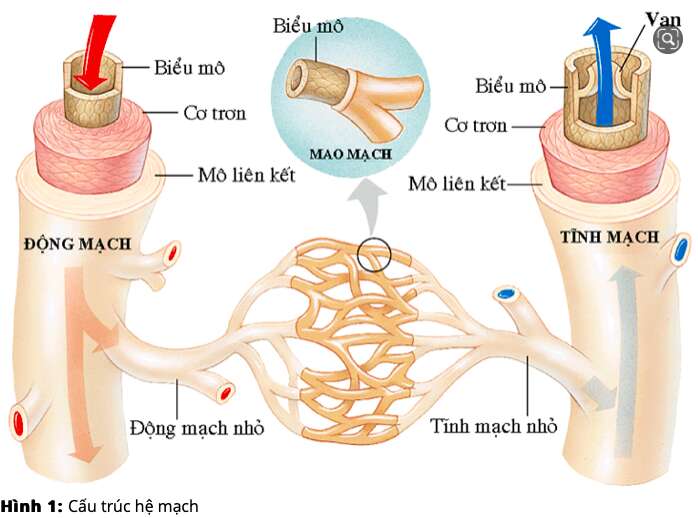 Giải Sinh học 11 Bài 2: Khí hậu châu Á (ảnh 4)