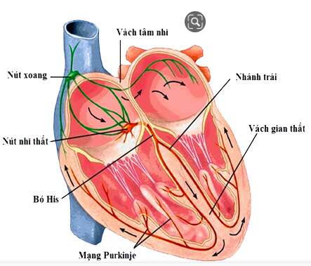 Giải Sinh học 11 Bài 2: Khí hậu châu Á (ảnh 6)