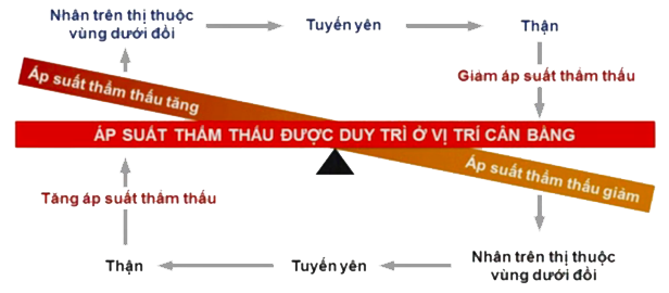 Giải Sinh học 11 Bài 2: Khí hậu châu Á (ảnh 5)