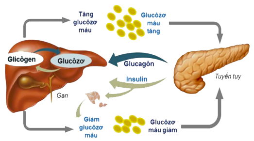 Giải Sinh học 11 Bài 2: Khí hậu châu Á (ảnh 6)