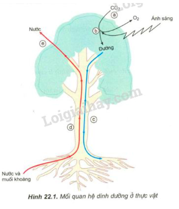 Giải Sinh học 11 Bài 2: Khí hậu châu Á (ảnh 1)