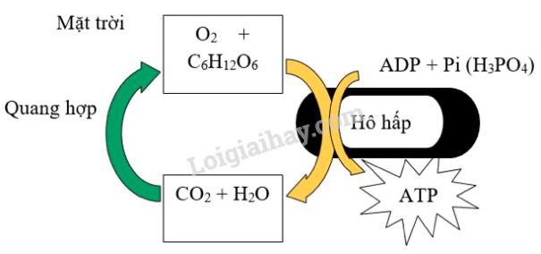 Giải Sinh học 11 Bài 2: Khí hậu châu Á (ảnh 3)