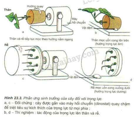 Giải Sinh học 11 Bài 2: Khí hậu châu Á (ảnh 2)