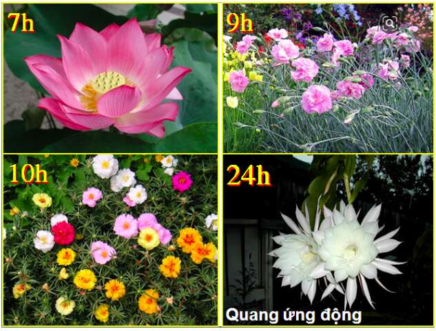 Bài 23. Hướng động (ảnh 2)