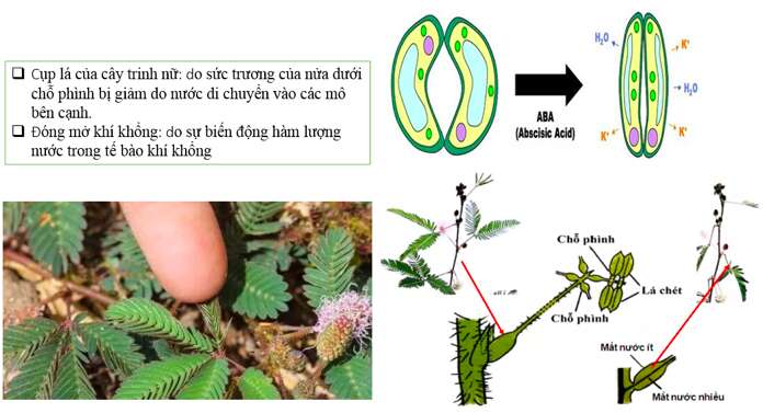 Bài 23. Hướng động (ảnh 3)