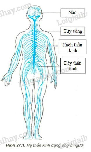 Giải Sinh học 11 Bài 2: Khí hậu châu Á (ảnh 2)