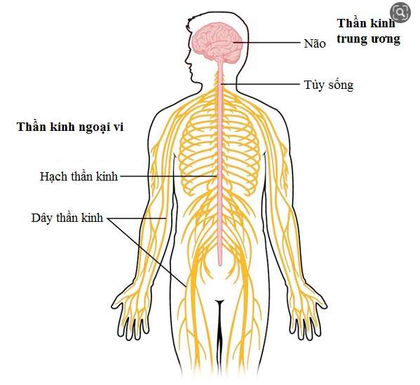 Giải Sinh học 11 Bài 2: Khí hậu châu Á (ảnh 3)