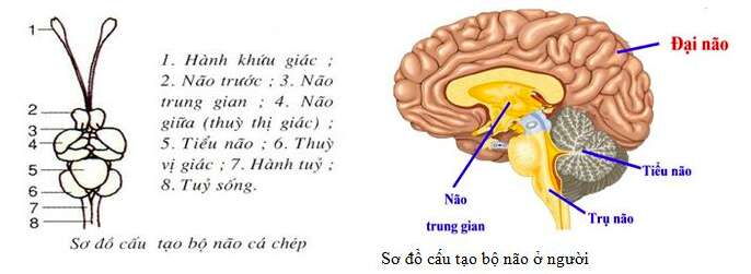 Giải Sinh học 11 Bài 2: Khí hậu châu Á (ảnh 5)