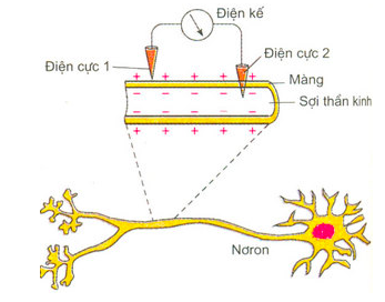 Giải Sinh học 11 Bài 2: Khí hậu châu Á (ảnh 6)