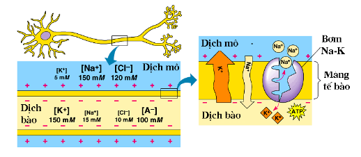 Giải Sinh học 11 Bài 2: Khí hậu châu Á (ảnh 7)