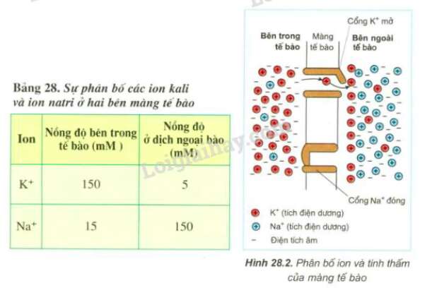 Giải Sinh học 11 Bài 2: Khí hậu châu Á (ảnh 2)