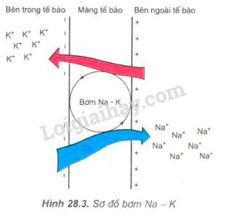 Giải Sinh học 11 Bài 2: Khí hậu châu Á (ảnh 3)