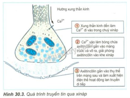 Giải Sinh học 11 Bài 2: Khí hậu châu Á (ảnh 2)