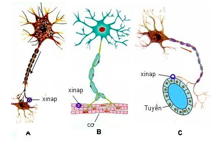 Giải Sinh học 11 Bài 2: Khí hậu châu Á (ảnh 5)