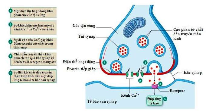 Giải Sinh học 11 Bài 2: Khí hậu châu Á (ảnh 7)