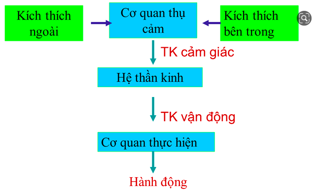 Giải Sinh học 11 Bài 2: Khí hậu châu Á (ảnh 1)