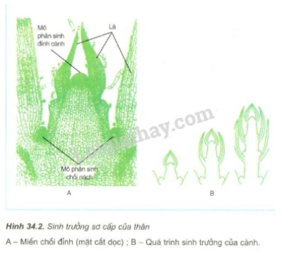 Giải Sinh học 11 Bài 2: Khí hậu châu Á (ảnh 1)