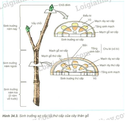 Giải Sinh học 11 Bài 2: Khí hậu châu Á (ảnh 2)