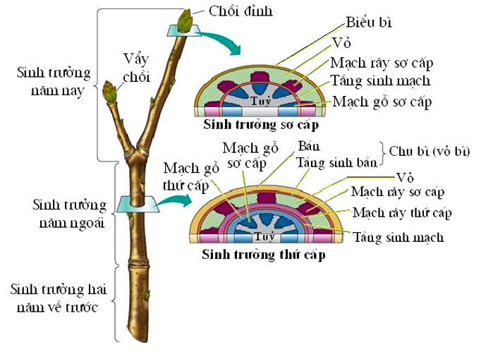 Giải Sinh học 11 Bài 2: Khí hậu châu Á (ảnh 6)