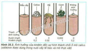 Giải Sinh học 11 Bài 2: Khí hậu châu Á (ảnh 3)