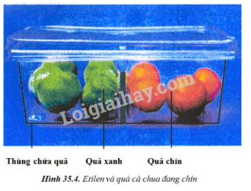 Giải Sinh học 11 Bài 2: Khí hậu châu Á (ảnh 4)