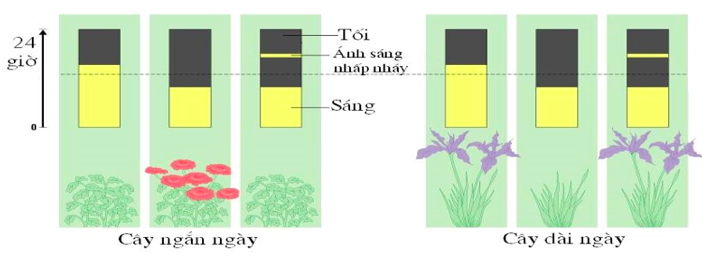 Giải Sinh học 11 Bài 2: Khí hậu châu Á (ảnh 3)