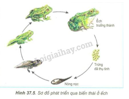 Giải Sinh học 11 Bài 2: Khí hậu châu Á (ảnh 1)