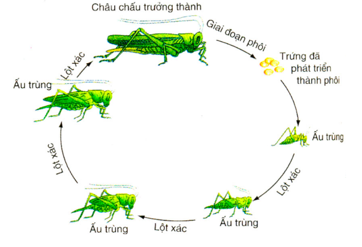 Giải Sinh học 11 Bài 2: Khí hậu châu Á (ảnh 3)