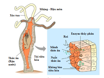 Giải Sinh học 11 Bài 15. Tiêu hoá ở động vật (ảnh 1)