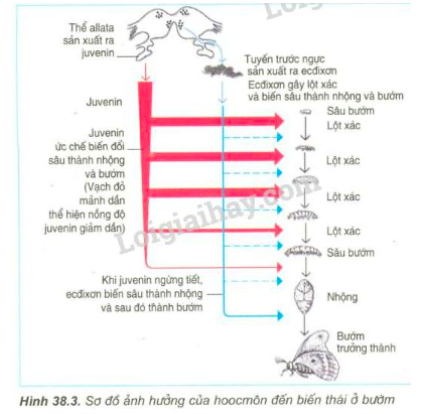 Giải Sinh học 11 Bài 2: Khí hậu châu Á (ảnh 3)