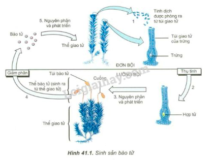 Giải Sinh học 11 Bài 2: Khí hậu châu Á (ảnh 1)