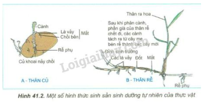 Giải Sinh học 11 Bài 2: Khí hậu châu Á (ảnh 2)