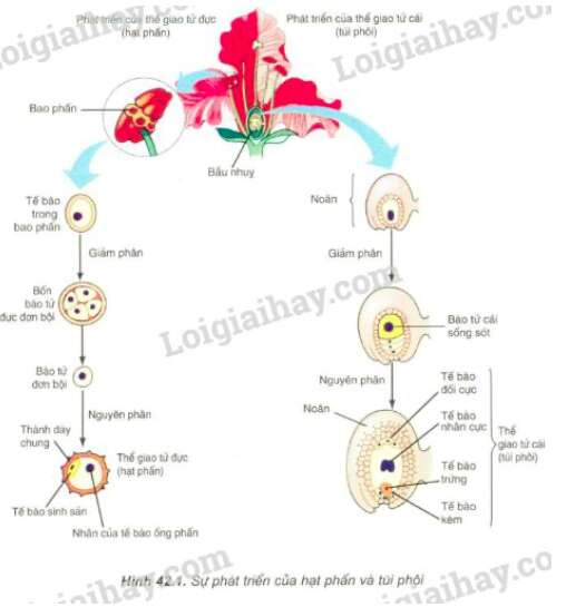 Tiêu đề: Giải Sinh học 11 Bài 2: Khí hậu châu Á (ảnh 2)