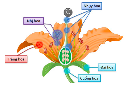 Tiêu đề: Giải Sinh học 11 Bài 2: Khí hậu châu Á (ảnh 3)