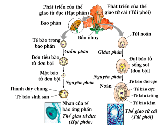 Tiêu đề: Giải Sinh học 11 Bài 2: Khí hậu châu Á (ảnh 4)