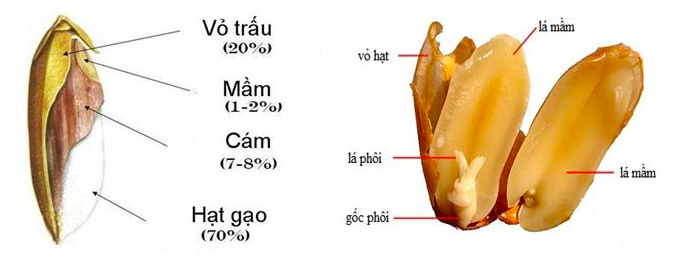 Tiêu đề: Giải Sinh học 11 Bài 2: Khí hậu châu Á (ảnh 6)