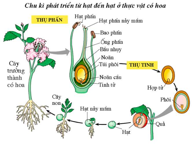 Tiêu đề: Giải Sinh học 11 Bài 2: Khí hậu châu Á (ảnh 7)