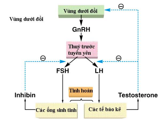 Giải Sinh học 11 (ảnh 4)