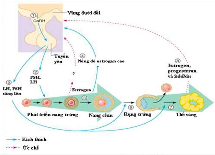 Giải Sinh học 11 (ảnh 6)