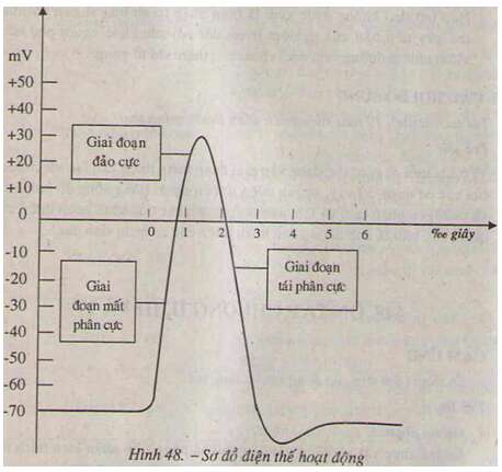 Giải Sinh học 11 (ảnh 1)