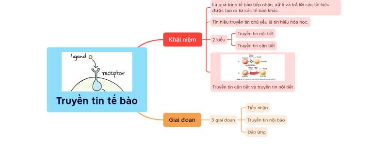 Lý thuyết Sinh học 10 Bài 12 (Cánh diều): Thông tin giữa các tế bào (ảnh 7)