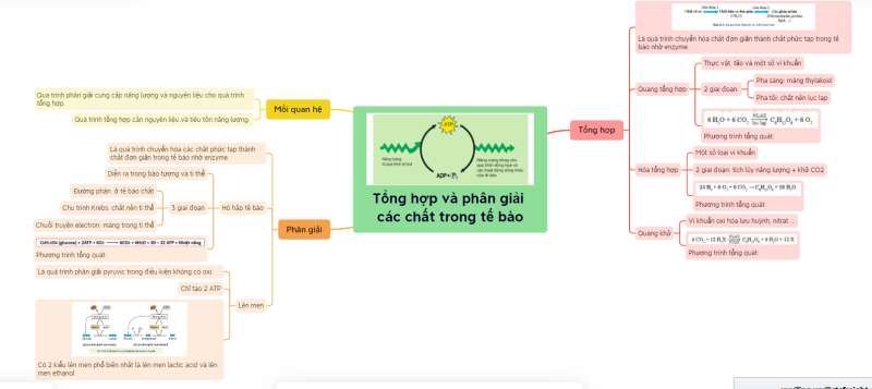 Lý thuyết Sinh học 10 Bài 14 (Kết nối tri thức): Phân giải và tổng hợp các chất trong tế bào (ảnh 13)