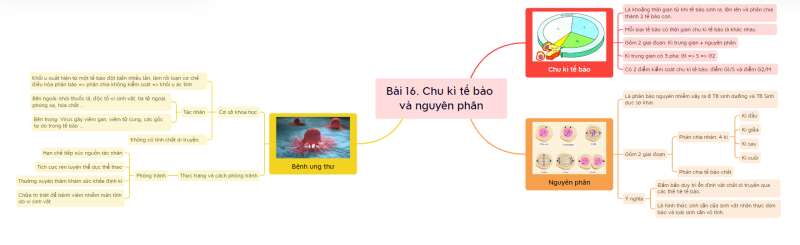 Lý thuyết Sinh học 10 Bài 13 (Cánh diều): Chu kì tế bào và nguyên phân (ảnh 12)