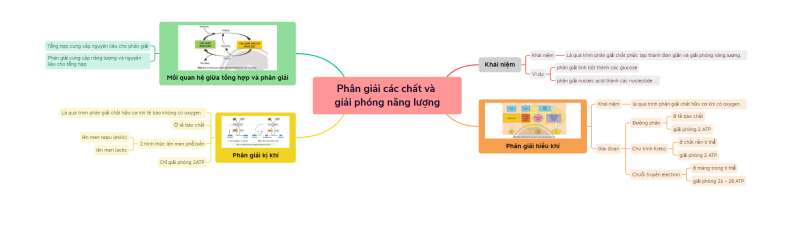 Lý thuyết Sinh học 10 Bài 16 (Chân trời sáng tạo): Phân giải các chất và giải phóng năng lượng (ảnh 8)