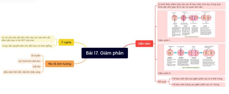 Lý thuyết Sinh học 10 Bài 17 (Kết nối tri thức): Giảm phân (ảnh 8)