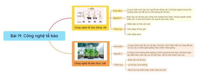 Lý thuyết Sinh học 10 Bài 21 (Chân trời sáng tạo): Công nghệ tế bào (ảnh 10)