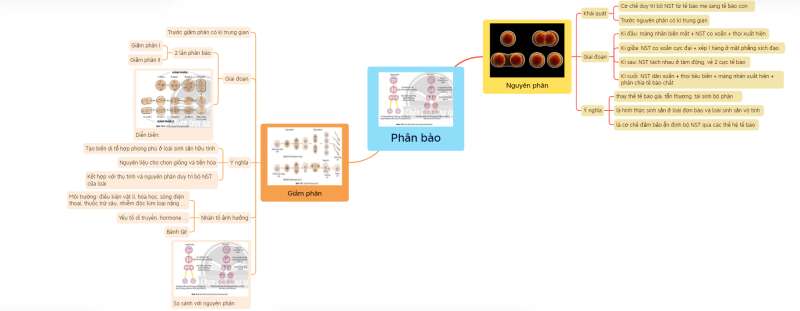 Lý thuyết Sinh học 10 Bài 19 (Chân trời sáng tạo): Quá trình phân bào  (ảnh 10)