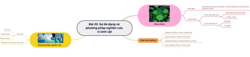 Lý thuyết Sinh học 10 Bài 20 (Kết nối tri thức): Sự đa dạng và phương pháp nghiên cứu vi sinh vật (ảnh 7)