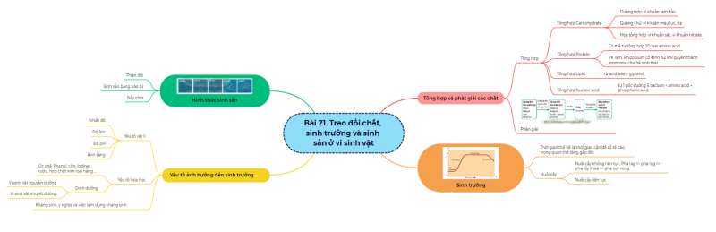 Lý thuyết Sinh học 10 Bài 21 (Kết nối tri thức): Trao đổi chất, sinh trưởng và sinh sản ở vi sinh vật (ảnh 19)